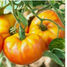 Heirloom Pineapple Tomato Seeds 100pcs