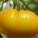 Heirloom Giant Yellow Belgium Tomato Seeds 100pcs