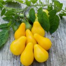 Heirloom Yellow Pear Tomato Seeds 125 pcs