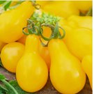 50 SEEDS Yellow Pear Tomato Seeds | NON-GMO