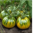 Giant Green Zebra Tomato Seeds – Organic 75 SEEDS