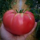 Heirloom Rare Giant Pink Beefsteak Tomato Seeds 100pcs