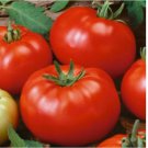 50 SEEDS Beefsteak Tomato Seeds | Heirloom / Non-GMO