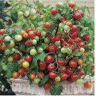 Tiny Tim Tomato Seeds | Heirloom / Non-GMO Tiny Tim Tomato Seeds | Heirloom / Non-GMO