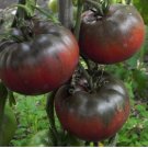 Black Krim Tomato Seeds, NON-GMO 125 SEEDS