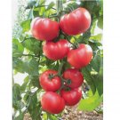 100 SEEDS Beefsteak Heirloom Tomato Seeds, NON-GMO
