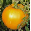 Golden Jubilee Tomato Seeds, 50 Seeds,NON-GMO