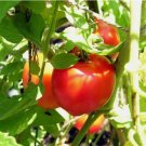 125 SEEDS Creole Tomato Seeds, Heat Tolerant, Gulf Region Heirloom, NON-GMO