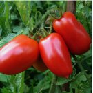 250 SEEDS San Marzano Tomato Seeds, NON-GMO, Italian Pasting, Determinate