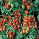 10 SEEDS Juliet Tomato Seeds (F1 Hybrid) | Non-GMO