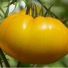 Rare Heirloom Giant Belgium Yellow Tomato Seeds 50 pcs
