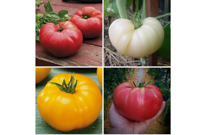 Ultimate Beefsteak Tomato Collection Heirloom Yellow Pink Red & White Seeds 200 pcs