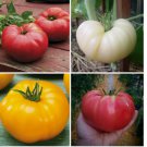 Ultimate Beefsteak Tomato Collection Heirloom Yellow Pink Red & White Seeds 200 pcs Ultimate Beefsteak Tomato Collection Heirloom Yellow Pink Red & White Seeds 200 pcs