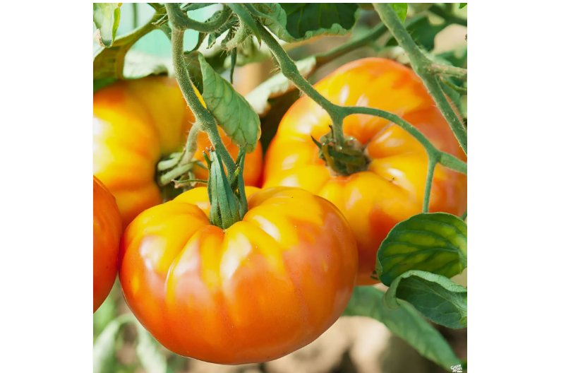 Heirloom Pineapple Tomato Seeds 100 SEEDS