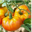 Heirloom Pineapple Tomato Seeds 100 SEEDS