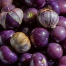 100 SEEDS PURPLE TOMATILLO vegetable garden LATIN CUISINE Physalis Ixocarpa