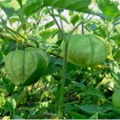 TOMATILLO GIGANTE 100 Seeds Organic Summer Vegetable Garden Container Easy Grow