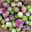 PURPLE DE MILPA TOMATILLO Seed Organic Summer Vegetable Garden Container Easy 51 SEEDS PURPLE DE MILPA TOMATILLO Seed Organic Summer Vegetable Garden Container Easy 51 SEEDS