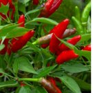 100 SEEDS Bird's Eye Chili Pepper Seeds | Heirloom Pepper Seeds | NON-GMO