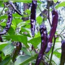 100 SEEDS Cayenne Purple Hot Pepper Seeds, NON-GMO