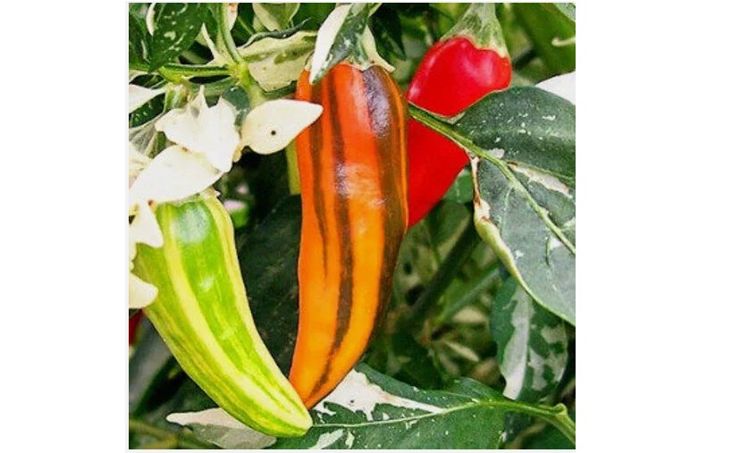 20 SEEDS Fish Pepper Seeds (Medium-Hot) | Heirloom / Non-GMO