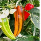 20 SEEDS Fish Pepper Seeds (Medium-Hot) | Heirloom / Non-GMO