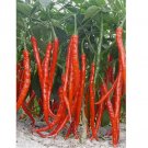 Erjingtiao Chili Pepper Seeds 500 pcs