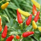 Tabasco Hot Pepper Seeds Hot Chili Pepper Made Tabasco Sauce Fresh Garden USA 30 SEEDS