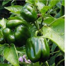 100 SEEDS Emerald Giant Sweet Bell Pepper, NON-GMO,