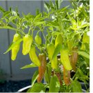 60 SEEDS Golden Greek Pepperoncini Pepper Seeds | Heirloom / Non-GMO