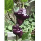 PURPLE UFO PEPPER SEEDS 15 PCS