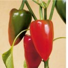 50 SEEDS Pimento Pepper Seeds | Heirloom / Non-GMO