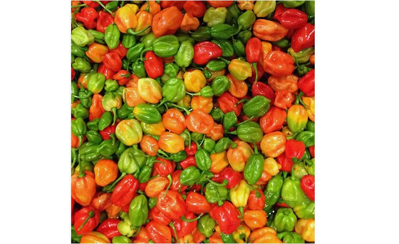 20 SEEDS Aji Dulce Pepper Seeds | Mild Heat | Heirloom / Non-GMO
