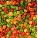 20 SEEDS Aji Dulce Pepper Seeds | Mild Heat | Heirloom / Non-GMO