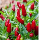 100 SEEDS Pequin Chili Pepper Seeds, Piquin, Bird Pepper, Compact Spicy Chili