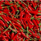 HEIRLOOM THAI CHILI HOT PEPPER 100 SEEDS