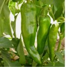 500 SEEDS Anaheim Chile Hot Pepper Seeds, NON-GMO