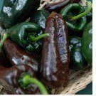 20 SEEDS Mulato Isleno Poblano Pepper Seeds | Heirloom / Non-GMO