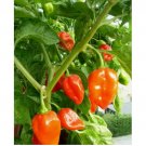120 SEEDS Habanero Pepper Seeds, SUPER HOT PEPPER!, NON-GMO