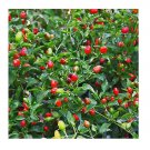 50 SEEDS CHILE PEQUIN,BIRD EYE HOT PEPPER SEEDS