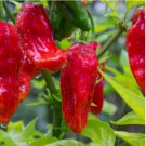 50 SEEDS Ghost Pepper Seeds, Bhut Jolokia, EXTREMELY HOT PEPPER, Genuine USA