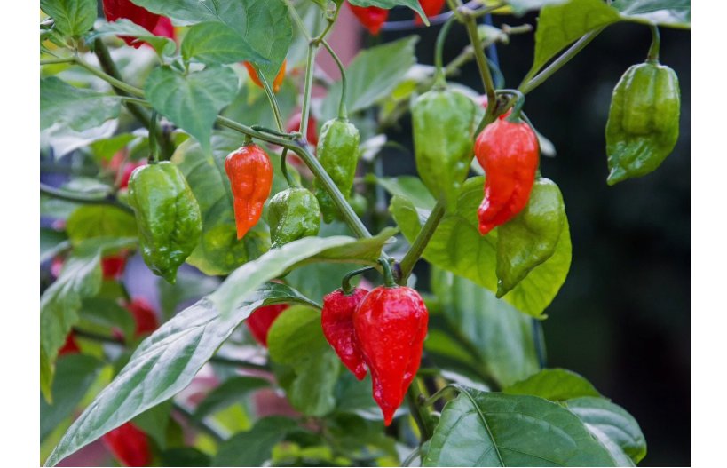 Super-Hot Ghost Pepper | NON-GMO 25 SEEDS