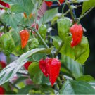 Super-Hot Ghost Pepper | NON-GMO 25 SEEDS