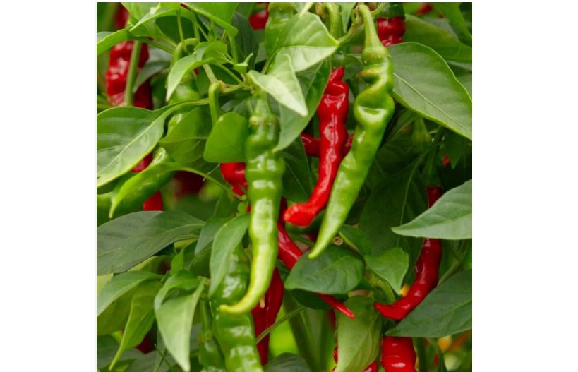 Long Slim Cayenne Hot Pepper Seeds | NON-GMO
