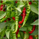 Long Slim Cayenne Hot Pepper Seeds | NON-GMO