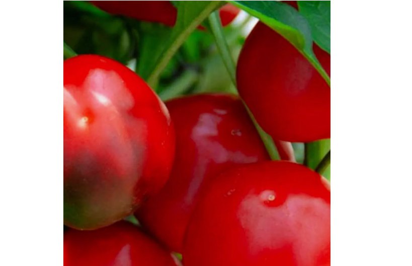 Red Cherry Sweet Pepper Seeds | NON-GMO