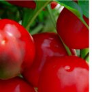 Red Cherry Sweet Pepper Seeds | NON-GMO
