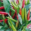Thai Hot Pepper Seeds | Heirloom ,Non-GMO 50 SEEDS