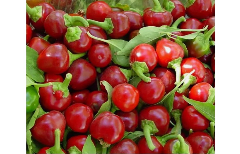100 SEEDS Red Cherry Hot Pepper Seeds, Cherry Bombs, Pimenta, NON-GMO