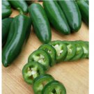 100 SEEDS Jalapeno M Pepper Seeds, HOT PEPPER, NON-GMO